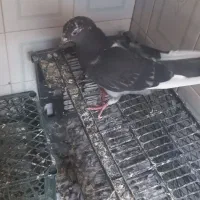 کبوتر|پرنده|خرمشهر, |دیوار