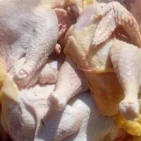 مرغ دو رگه محلی