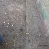 اجاره