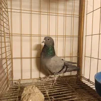 دمگیر فیروزه و دستگردی|پرنده|اصفهان, جاوان|دیوار