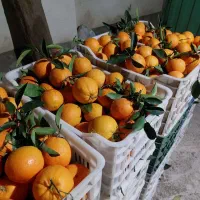 فروش پرتقال خونی