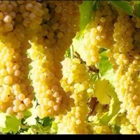فروش-باغ-ثمری-در-سیسخت-با-موقعیت-مناسب