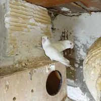 طوطی برزیلی