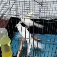 تعدادی قناری معاوضه با گرینچیک ملنگو|پرنده|قرچک, باقرآباد|دیوار