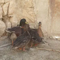 اردک کله سبز اصل کوهی|حیوانات مزرعه|کوهدشت, |دیوار