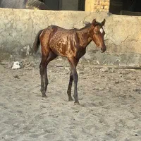 اسب و مادیون