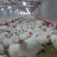 استخدام کارگر مرغداری گوشتی