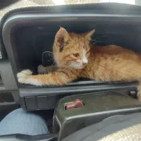 واگذاری بچه گربه