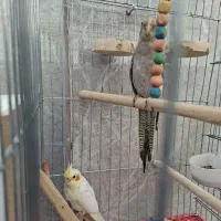 عروس هلندی