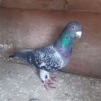 کبوتر نر پلاکی|پرنده|نکا, |دیوار