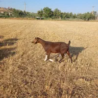 یک عددبز آبستن