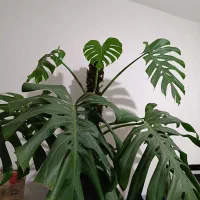 مانسترا قولپیکر