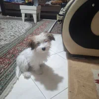 واگذاری سگ|سگ|کرمان, |دیوار