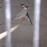 فنچ .کرواتی نرگسی .بنگالی