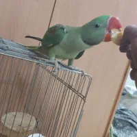 جوجه‌شاه‌طوطی‌غول‌پیکر‌استسنایی|پرنده|اصفهان, شهرستان|دیوار