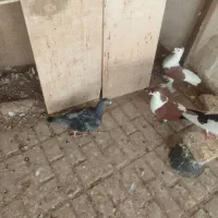 کفتر پشتی پرپا و پالیسک و پلاکی مناسب برای هوا|پرنده|تربت‌حیدریه, یحیی آباد|دیوار