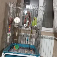 ملنگو|پرنده|کرج, ساماندهی|دیوار