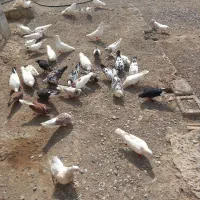 سلام دوستان کسی کفترفروشی خواست من دارم|پرنده|قلعه گنج, |دیوار