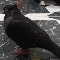 فروش انواع نژاد های کبوتر وتخم کفتر|پرنده|رضوانشهر, |دیوار