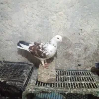 کبوتر|پرنده|املش, |دیوار
