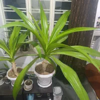 فروش گل ذرتی