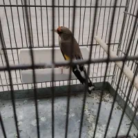 فروش سهره دورگ جوجه قفس.