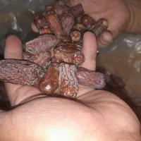 خرما پیارم وخاصیو ومضافتی شاهانی و کلیته وچیپس خ|خوردنی و آشامیدنی|حاجی آباد, |دیوار