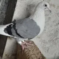 کفتر کبوتر پشت کویتی کود کفتر و
