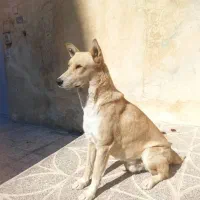 واگزاری سگ نگهبان|سگ|یاسوج, |دیوار