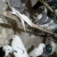 حدودا۳۰تا کفتر تهرانی ازاصفهان|پرنده|مشهد, شهید بصیر|دیوار