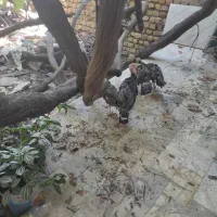 جوجه بوقلمون