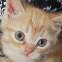 دو عدد گربه پرشین|گربه|زاهدان, |دیوار