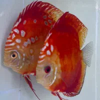 جفت دیسکس رافلشیا گرید A