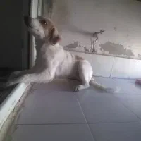 واگذاری سگ آپارتمانی|سگ|پرند, فاز ۶|دیوار