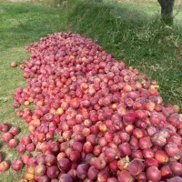 سیب درجه یک به شرط چاقو