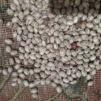 فروش لوبیا چیتی|عمده‌فروشی|قیدار, |دیوار