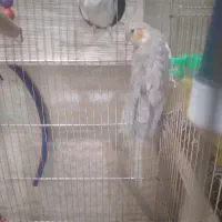 فروش عروس هلندی