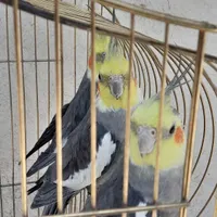 عروس هلندی ،مرغ عشق ،فنچ ،در اسکو|پرنده|تبریز, |دیوار