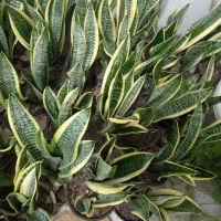 95 و95 و95 گلخونه گل|گل و گیاه طبیعی|سبزوار, امیریه|دیوار