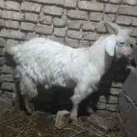 حیوان خانگی|حیوانات مزرعه|ارومیه, |دیوار
