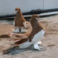 کبوتر یوولگا یولگا زینتی