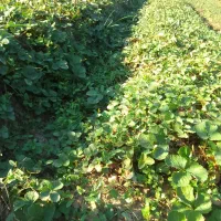 نهال توت فرنگی سابرینا|گل و گیاه طبیعی|خان ببین, |دیوار