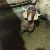 دو راس بزغاله نر