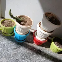 تعدادی گلدان سالم و در حد