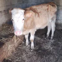 ریشه سیمینتال13ماهه