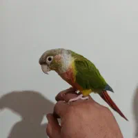 گرینچیک|پرنده|بروجرد, |دیوار