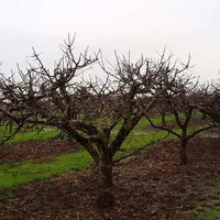 انجام کار با اره برقی|خدمات باغبانی و درختکاری|کرمان, |دیوار