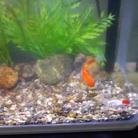 ماهی گلدفیش