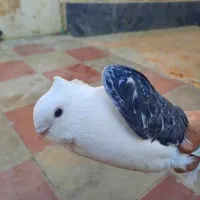 کبوتر بلژیکی نر|پرنده|هشتگرد, هشتگرد قدیم|دیوار