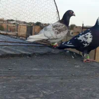 کفترموشی نقره ای